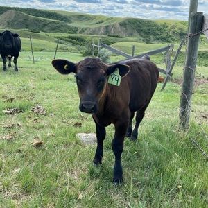 Meet your Posher, Sydney